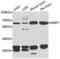 Dentin matrix acidic phosphoprotein 1 antibody, abx004775, Abbexa, Western Blot image 