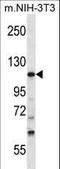 Tubulin Gamma Complex Associated Protein 5 antibody, LS-C160340, Lifespan Biosciences, Western Blot image 