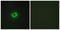 CD99 Molecule (Xg Blood Group) antibody, LS-C198771, Lifespan Biosciences, Immunofluorescence image 