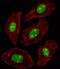 Nucleophosmin 1 antibody, GTX81995, GeneTex, Immunofluorescence image 