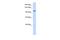 WD Repeat Domain 63 antibody, A17191, Boster Biological Technology, Western Blot image 