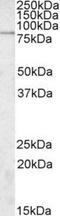 Small G Protein Signaling Modulator 3 antibody, NBP1-45207, Novus Biologicals, Western Blot image 