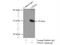 Charged Multivesicular Body Protein 3 antibody, 15472-1-AP, Proteintech Group, Immunoprecipitation image 