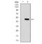 Hyaluronan Mediated Motility Receptor antibody, NBP2-52437, Novus Biologicals, Western Blot image 