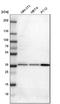 Syntaxin 7 antibody, NBP1-87497, Novus Biologicals, Western Blot image 