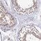 Tektin 1 antibody, PA5-60715, Invitrogen Antibodies, Immunohistochemistry frozen image 