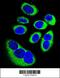 Glutamic-Oxaloacetic Transaminase 1 Like 1 antibody, 56-047, ProSci, Immunofluorescence image 