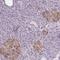 Cryptic protein antibody, PA5-59720, Invitrogen Antibodies, Immunohistochemistry frozen image 