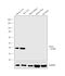 Hydroxyacid Oxidase 1 antibody, MA5-24346, Invitrogen Antibodies, Western Blot image 