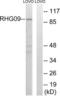 Rho GTPase Activating Protein 9 antibody, LS-C120328, Lifespan Biosciences, Western Blot image 