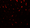 Transmembrane And Immunoglobulin Domain Containing 1 antibody, 7615, ProSci, Immunofluorescence image 