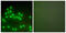 X-Ray Repair Cross Complementing 5 antibody, abx013131, Abbexa, Western Blot image 