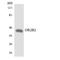 Olfactory Receptor Family 2 Subfamily B Member 2 antibody, LS-C200336, Lifespan Biosciences, Western Blot image 