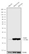 Fatty Acid Binding Protein 1 antibody, 720242, Invitrogen Antibodies, Western Blot image 