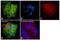 Cytokeratin Pan  antibody, MA1-91326, Invitrogen Antibodies, Immunofluorescence image 