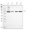 X-Ray Repair Cross Complementing 6 antibody, M01732-4, Boster Biological Technology, Western Blot image 