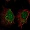 SP140 Nuclear Body Protein antibody, PA5-64325, Invitrogen Antibodies, Immunofluorescence image 