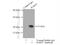 RAB35, Member RAS Oncogene Family antibody, 11329-2-AP, Proteintech Group, Immunoprecipitation image 