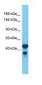 WD Repeat Domain 66 antibody, orb325777, Biorbyt, Western Blot image 