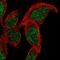 Survival Motor Neuron Domain Containing 1 antibody, NBP2-56111, Novus Biologicals, Immunofluorescence image 