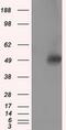 Vesicle Amine Transport 1 Like antibody, MA5-25086, Invitrogen Antibodies, Western Blot image 