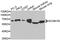 Sodium Channel Epithelial 1 Beta Subunit antibody, MBS127056, MyBioSource, Western Blot image 