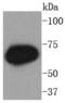 Protein Kinase C Zeta antibody, NBP2-67713, Novus Biologicals, Western Blot image 