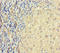 Taste 2 Receptor Member 41 antibody, A63536-100, Epigentek, Immunohistochemistry paraffin image 