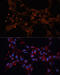 Aldehyde Dehydrogenase 6 Family Member A1 antibody, 15-705, ProSci, Immunofluorescence image 