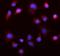 Mitogen-Activated Protein Kinase Kinase 5 antibody, A03980-4, Boster Biological Technology, Immunofluorescence image 