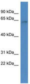 AT-Rich Interaction Domain 3B antibody, TA335685, Origene, Western Blot image 