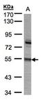 Zinc Finger Protein 165 antibody, LS-C185593, Lifespan Biosciences, Western Blot image 