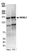 Mastermind Like Transcriptional Coactivator 3 antibody, NB100-2129, Novus Biologicals, Western Blot image 