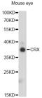 Cone-Rod Homeobox antibody, STJ28286, St John