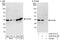 OTU Deubiquitinase, Ubiquitin Aldehyde Binding 1 antibody, A302-917A, Bethyl Labs, Western Blot image 