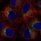 Solute Carrier Family 39 Member 9 antibody, NBP2-57957, Novus Biologicals, Immunofluorescence image 
