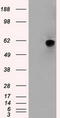 Nuclear Receptor Binding Protein 1 antibody, LS-C114553, Lifespan Biosciences, Western Blot image 