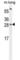 CCAAT Enhancer Binding Protein Gamma antibody, abx026007, Abbexa, Western Blot image 