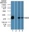 Coiled-Coil Domain Containing 50 antibody, NBP2-24483, Novus Biologicals, Western Blot image 