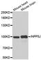Pipp antibody, LS-C335692, Lifespan Biosciences, Western Blot image 