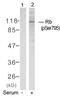 RB Transcriptional Corepressor 1 antibody, PA5-37715, Invitrogen Antibodies, Western Blot image 