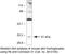 Gap Junction Protein Beta 3 antibody, 36-5100, Invitrogen Antibodies, Western Blot image 