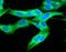 Complement C1q A Chain antibody, NB120-4223, Novus Biologicals, Immunocytochemistry image 