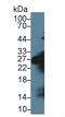 Chymotrypsin Like Elastase 1 antibody, MBS2006530, MyBioSource, Western Blot image 