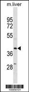 ZFP36 Ring Finger Protein Like 1 antibody, 60-726, ProSci, Western Blot image 