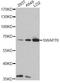 Switching B Cell Complex Subunit SWAP70 antibody, LS-C749840, Lifespan Biosciences, Western Blot image 