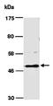 SET And MYND Domain Containing 3 antibody, orb66873, Biorbyt, Western Blot image 