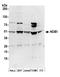 NIN1 (RPN12) Binding Protein 1 Homolog antibody, A304-680A, Bethyl Labs, Western Blot image 