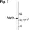 Rabphilin 3A antibody, PA1-4693, Invitrogen Antibodies, Western Blot image 