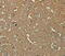 Nuclear Export Mediator Factor antibody, MBS2517479, MyBioSource, Immunohistochemistry paraffin image 